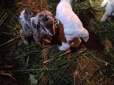 Козы, козлы: Продаю | Козлёнок | Зааненская | Для разведения at lalafo.kg — 17 Козы, козлы: Продаю | Козлёнок | Зааненская | Для разведения — 17