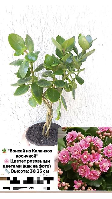 хойи: Продаю свои комнатные растения 🪴🌺! Цены разные 1) Укоренённый черенок — 4