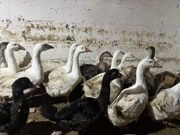 Qazlar: Qaz Sürüsü Satılır. 22 Dənədir. Tək-Təkdə Satmaq Mümkündür. Ünvan Qala — 9