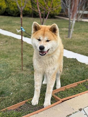 İtlər: Akita-inu, 1 il, Erkək, Peyvəndli, Ünvandan götürmə — 2