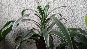 ljubicice sobne: Dracena White Bird, velika, raskosna biljka