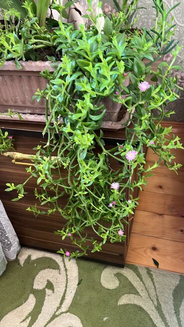 Otaq bitkiləri: Her nov guler var endirimnen verecem Gencedi istiyen yazsin satiş — 70