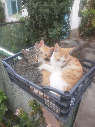 Отдам даром кошку: Котята подростки рыжие и пестрые мальчики отдам даром — 2