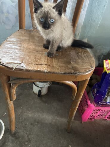 продаю животных: Продается сеамский котик 2 месяца кушает все,приучен к лотку