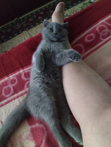 Продажа кошек: Британская короткошёрстная, 3 месяца, Девочка, Лиловый — 16