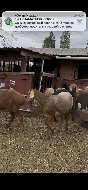 кошка в ош: Продаю | Овца (самка), Ягненок | Арашан | Для разведения | Матка, Ярка — 8