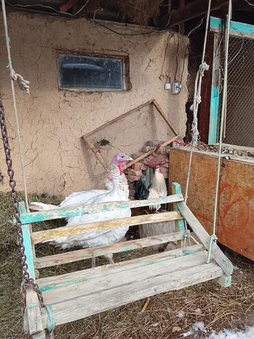 Индюки: Продаю | Индюшка (самка) | Бройлерная | Для разведения | Племенные — 3