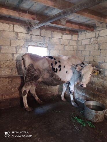 sudluk inekler v Azərbaycan | İnəklər, camışlar: Inek ivanovka 12 litr sud verir hal hazirda 25 lotr sagilan ineydi