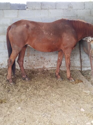 скот обмен на авто: Продаю | Кобыла (самка) | На забой