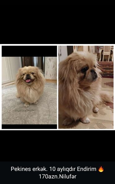 pitbul itləri: Pekines, 10 ay, Erkek