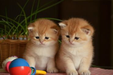 английский кот: Золотая шиншилла, Самец, Самка, Самовывоз