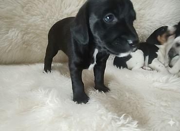 Продажа собак: Щенки спаниеля 🐶 Город: Кант Продаются щенки чистокровного спаниеля: 🐾 — 3