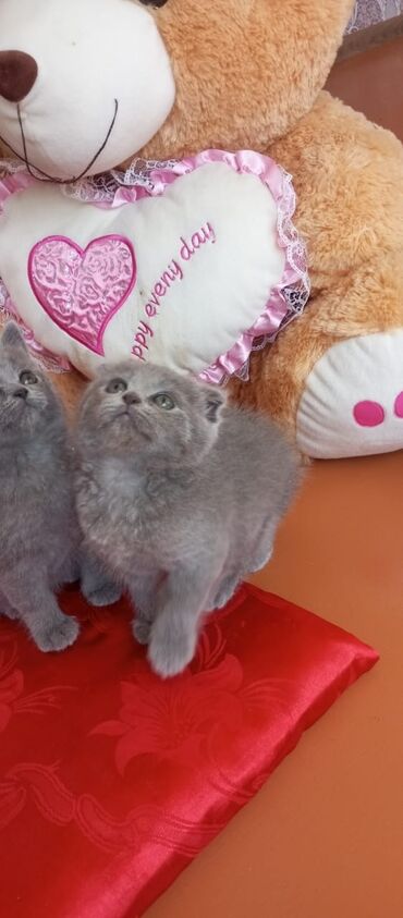 Pişiklər: Şotland yastı qulaq, Erkək, Dişi, Yaxşı əllərə, Ünvandan götürmə, Pulsuz çatdırılma, Ödənişli çatdırılma — 53