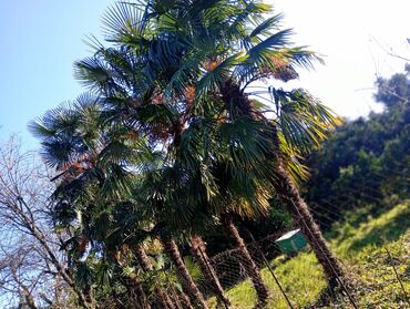Salam.palm ağaclari uzunluqlari minimum 3 metr maksimum 5-6 metr dir