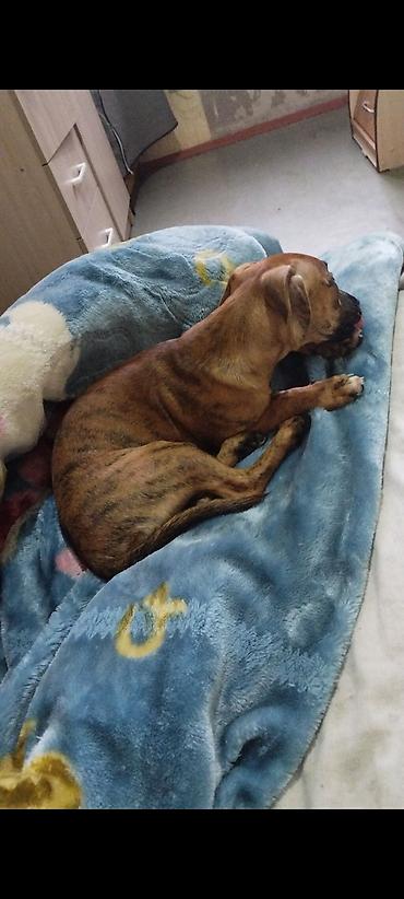 Отдам даром: Продаю породистую собачку таксу умную послушную к туалету — 7