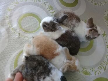 Dovşanlar: 🟠 Ev dovşanı balalarına super endirim kampaniyası. müvəqqəti olaraq 50 — 18