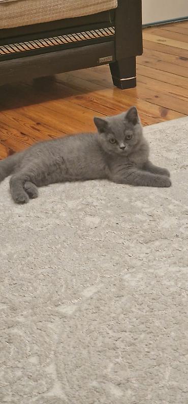 Pişiklər: Britan, Erkək, Yaxşı əllərə, Ödənişli çatdırılma, Ünvandan götürmə — 6