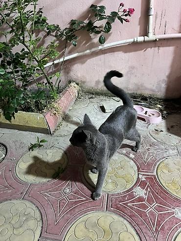 menks cinsli pişik: Rus mavisi, Dişi, Yaxşı əllərə, Ünvandan götürmə — 2