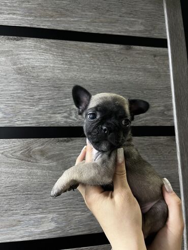 Продажа собак: 1 месяц, Самец