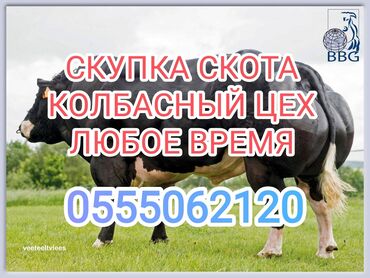 купить скот: Куплю | Коровы, быки, Лошади, кони | Любое состояние, Забитый, На забой, на мясо