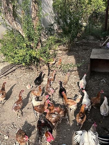 dosan sekili: Qarışıq cins kənd toyuqları sürüsü - Şəkillərdə görünən kimi iri — 3