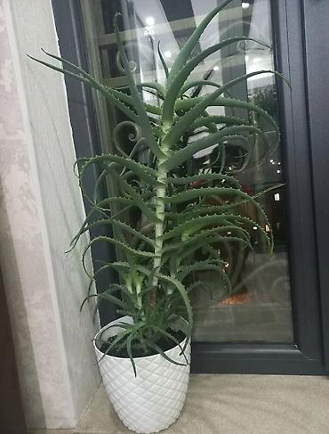 Алоэ: Алоэ (вероятно, древовидное). Крупное комнатное растение в — 3