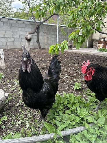 Куры, петухи: Продаю | Петух | Для разведения — 15