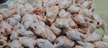 купить домашних курей: Перепелиное мясо для любых блюд вес перпёлк от 250 грамм и выше