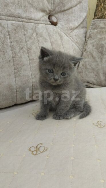 отдам кошку в хорошие руки: Британская, Самка, Платная доставка