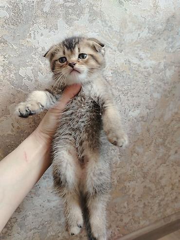 Кошки: Шотландская вислоухая — 4