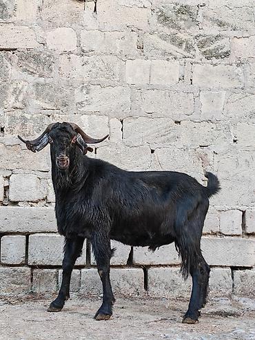 mal bazari: Qara rəngli erkək keçi - Növ: Erkək keçi (teke) - Rəng: Tam qara - — 4