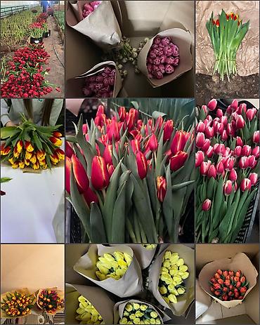 Букеты из живых цветов: Дорогие друзья! В продаже голландские тюльпаны выращенные в наших — 3