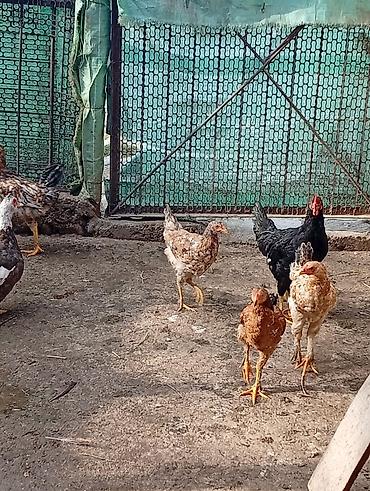 Продам с/х животных: Продаю | Петух, Цыплята, Куры | Полубрама, Брама, Дакан | Несушки, Для разведения — 2