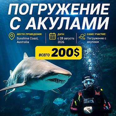 Погружение с акулами — яркое подводное приключение для любителей