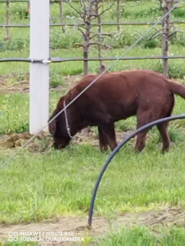 guess farmerice sa cirkon: Spreman za parenje meda je napunio 2 godine, sa papirima dobar