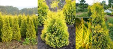 Toxumlar: Thuja toxumları, sərv, Arizona sərv, mavi thuja, qərb thuja və şərq — 12