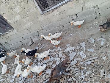 bit daragi harada satilir: Salam lal ördekler 25 manata azvaxda yumurticeler qışqıranda var 10 — 4