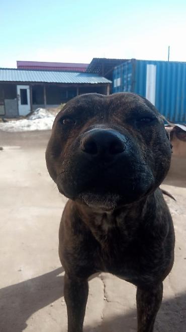 Продажа собак: Собака среднего роста, крепкого телосложения. Окрас тигровый — 2