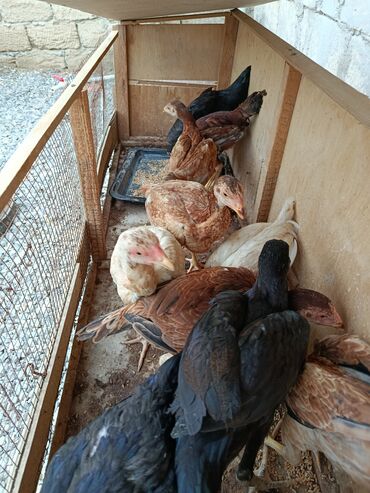 K/t heyvanları və malları: Toyuq, Damazlıq, Ünvandan götürmə