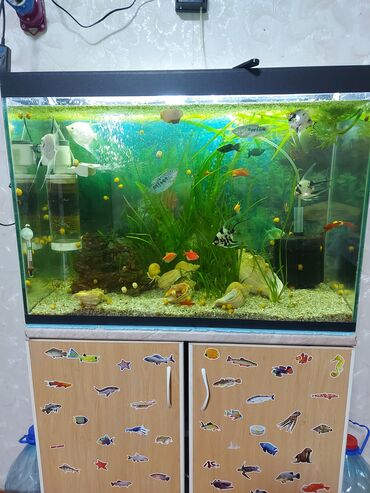 рыба живая: Продам аквариум на 100 литров, длина 70 см, ширина 30 см высота 50