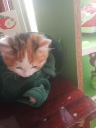 купить котенка бесплатно: Британская, Самка, В добрые руки, Самовывоз, Бесплатная доставка, Платная доставка