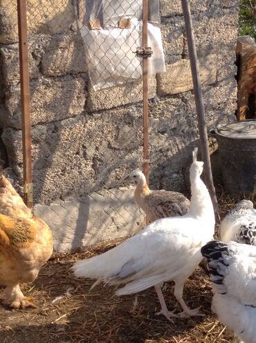 Tovuz quşları: Salam aleykum. Satışda bir cüt ağ tovuzquşu var. 6 ayliqdirlar. cütü — 13