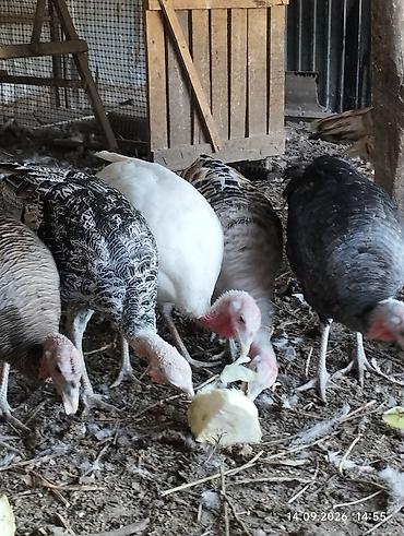 продам курей: Продаю ИНДЮШЕК. 6ти месячные — 2