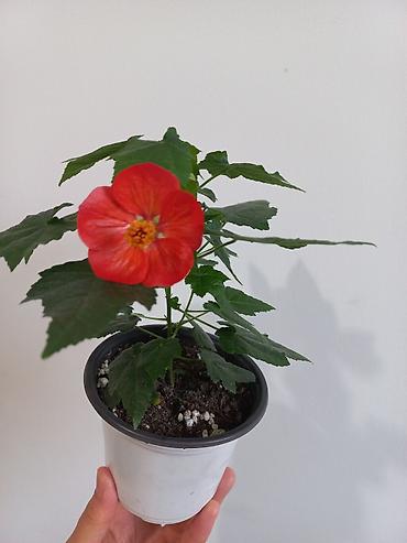 Бегонии: Бегонии и абутилон — укоренённые саженцы в стаканчиках/горшочках. 1) — 9