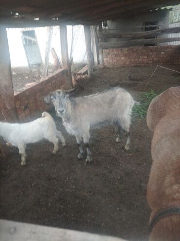 Другие животные: Срочно продаю козы 15000 сом дойная Ватсапптан напиши