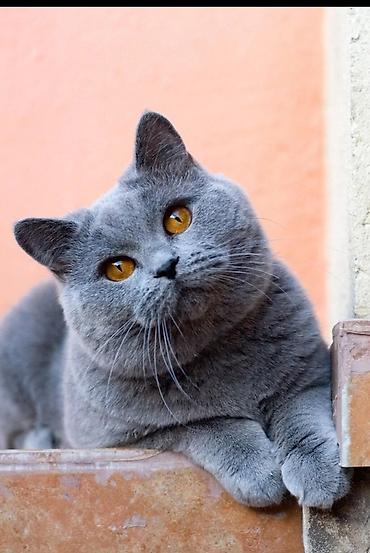 дивон рекс: Возьму кошку на передержку — 2
