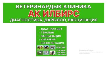 Услуги ветеринара: Ветеринарная клиника "Акилбирс" Жалал-Абад шаарында жаныбарларга