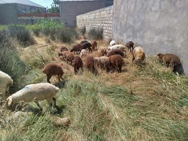 simmental ineklerin satisi: Quzu, Erkək, Qala, ay: 3, 10 kq, Damazlıq, Ünvandan götürmə