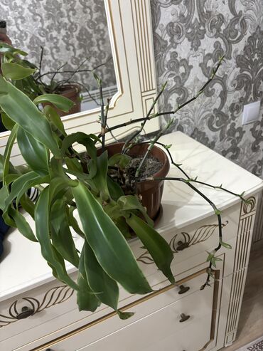 половой тактай: Золотой ус