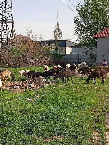 Баран, овца: Продаю | Овца (самка) — 5